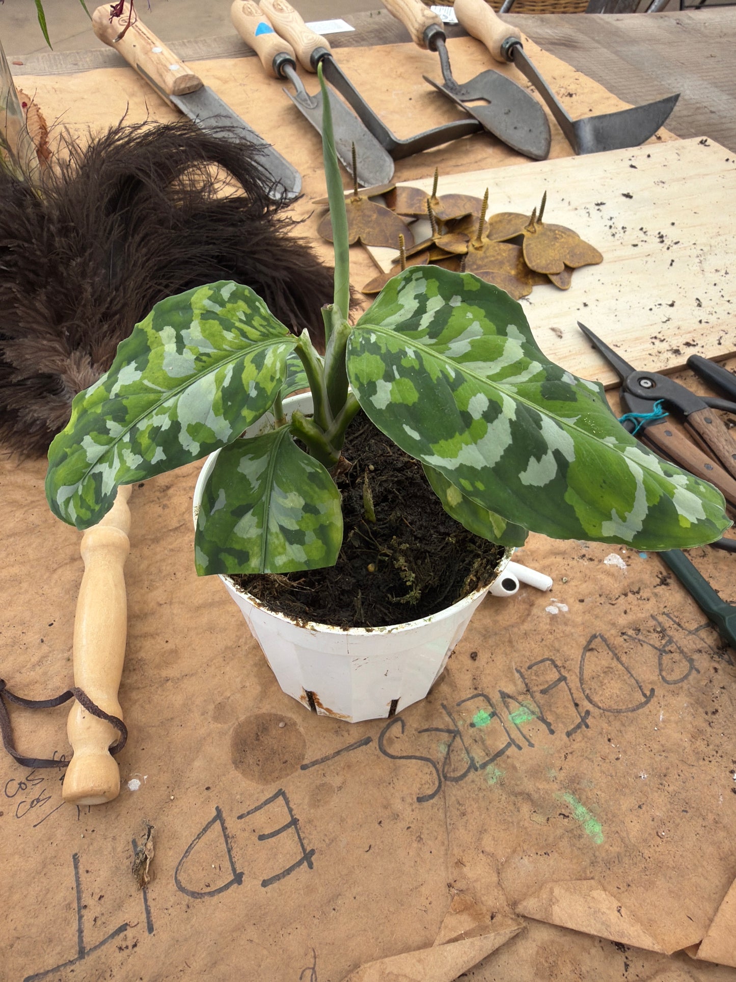 PL - Tricolor Pictum 4”