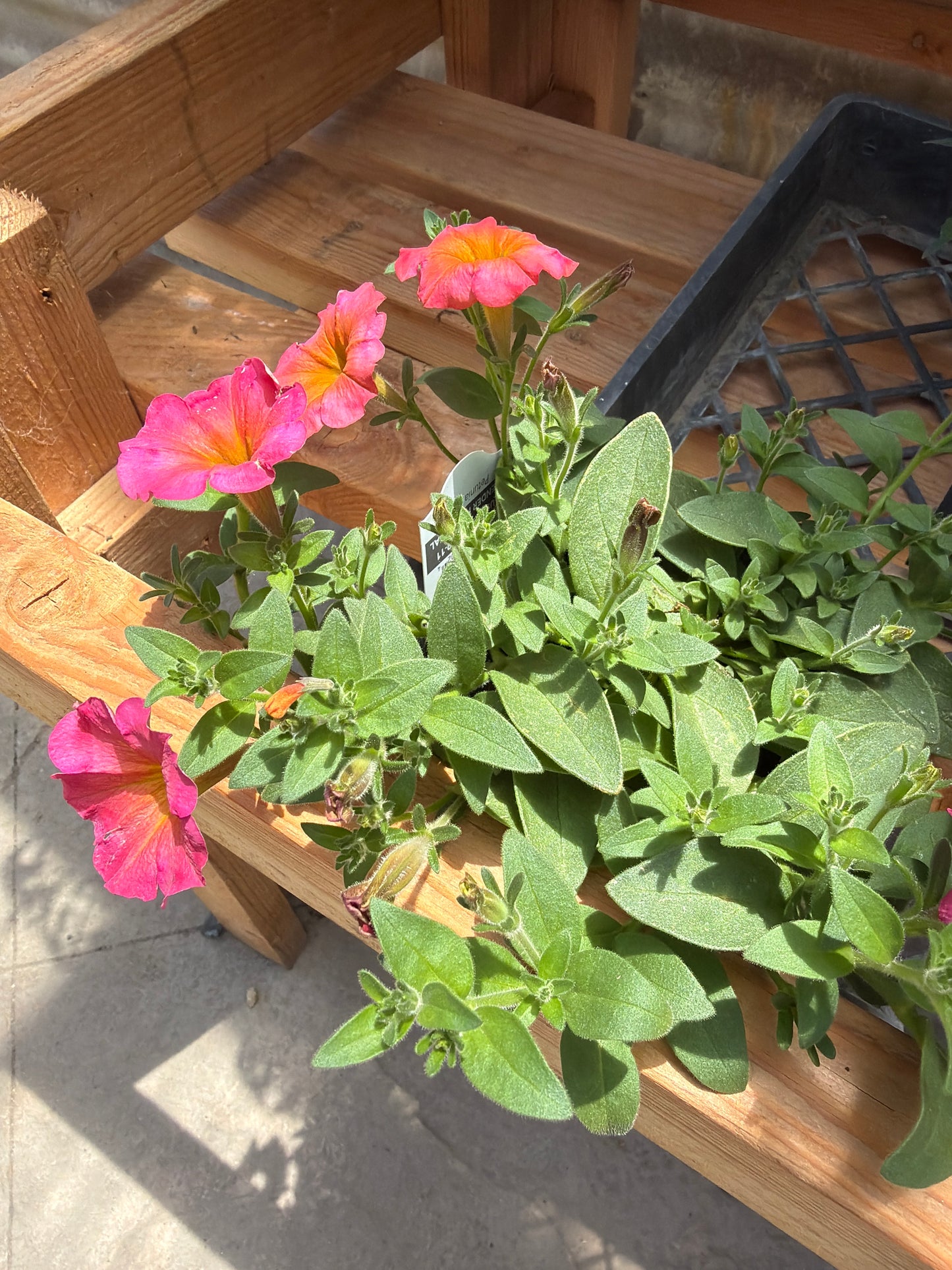 PL - Petunia / Mayan Sunset