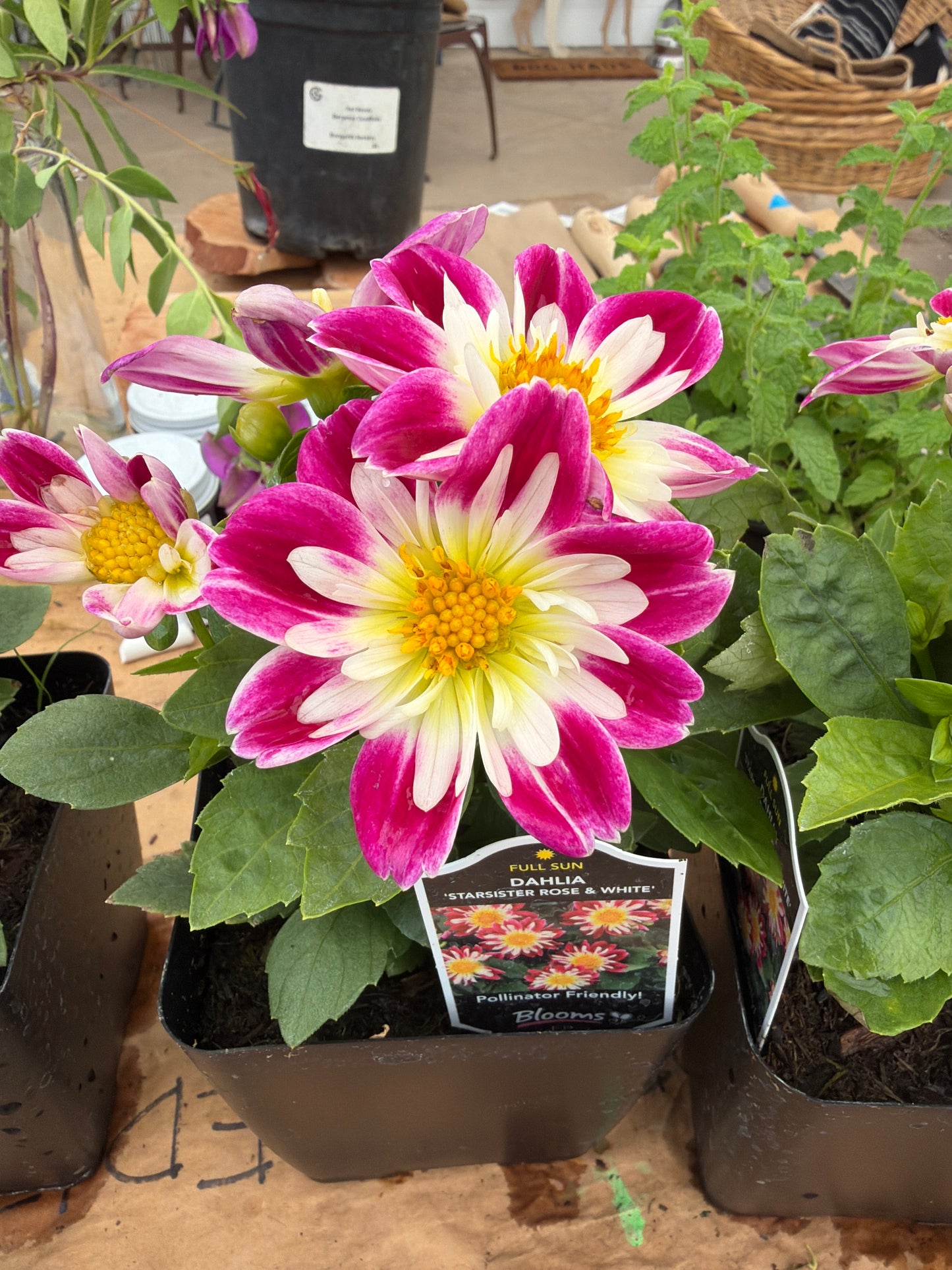 PL - Dahlia / Starsister
