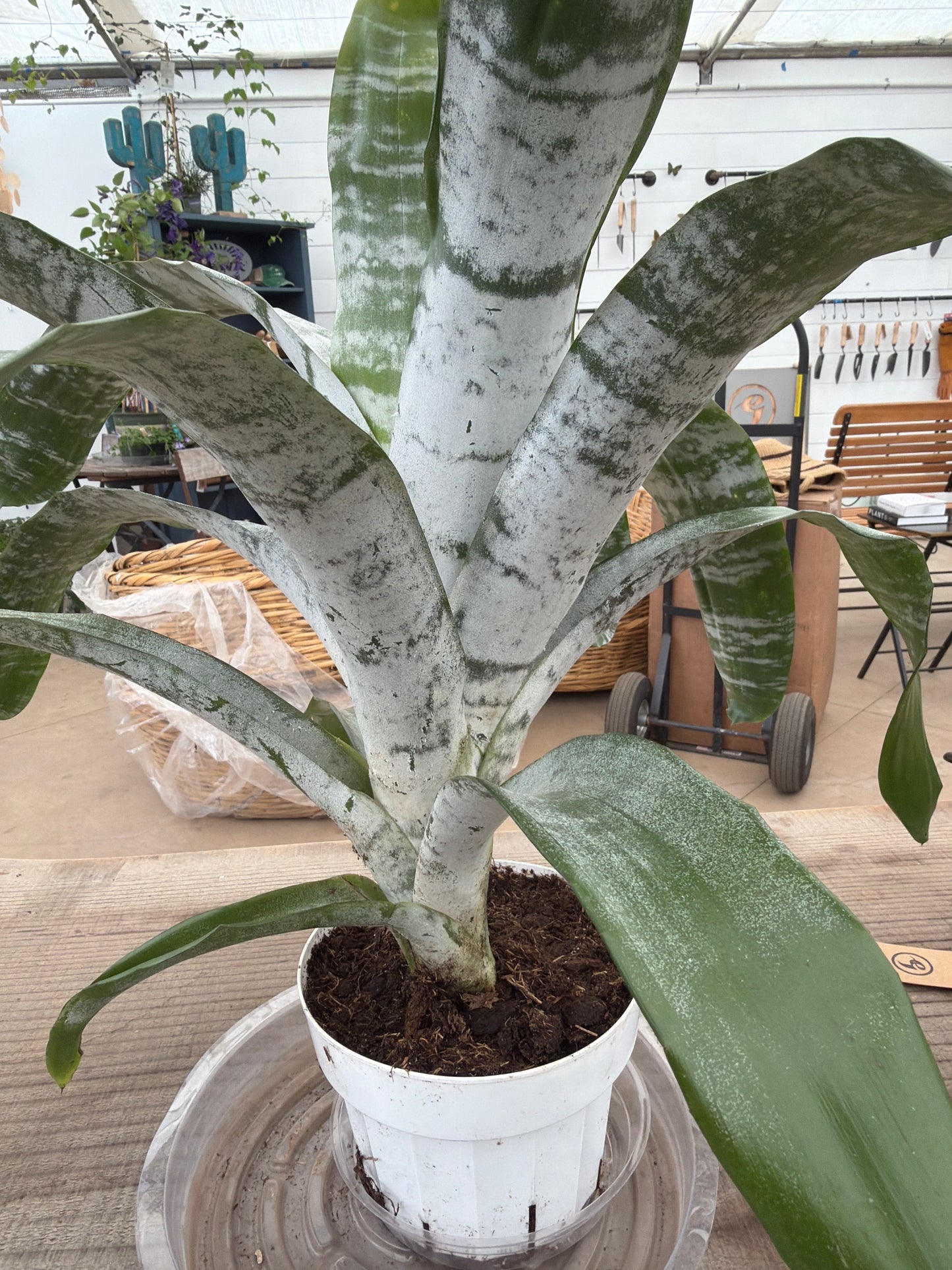 PL - Bromeliad Fasciata