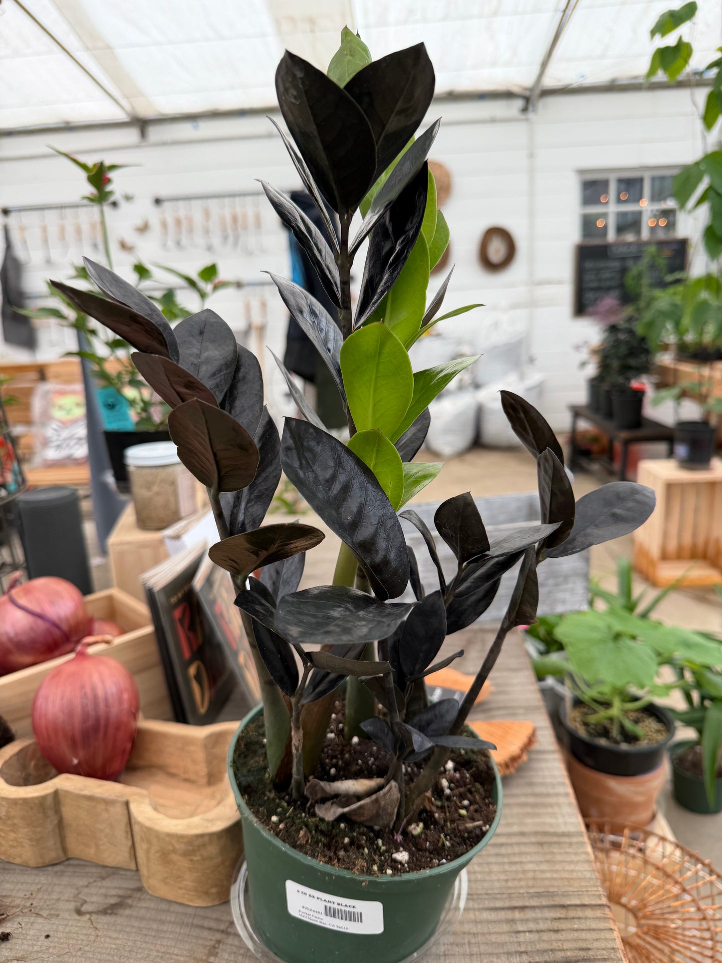 PL - ZZ Plant