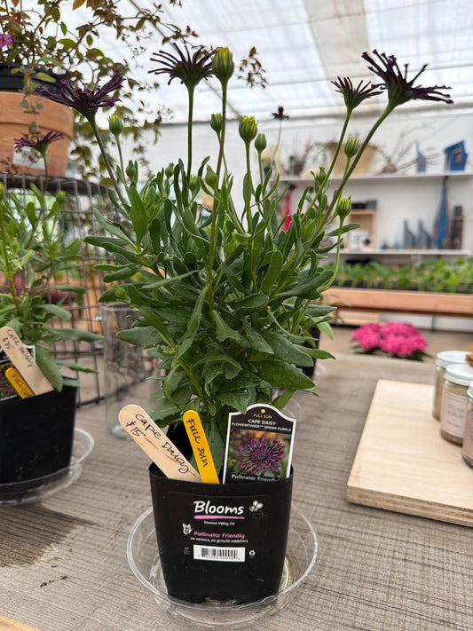 Cape Daisy - 4” perennial