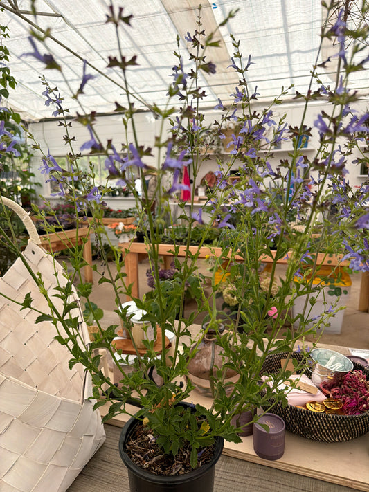 PL - Salvia African Sky - 1 Gal