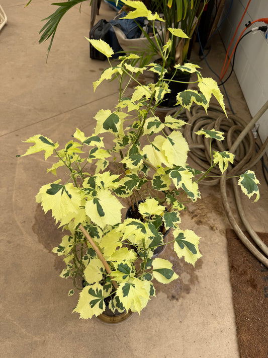 PL - Abutilon Savitzii - 1 gal